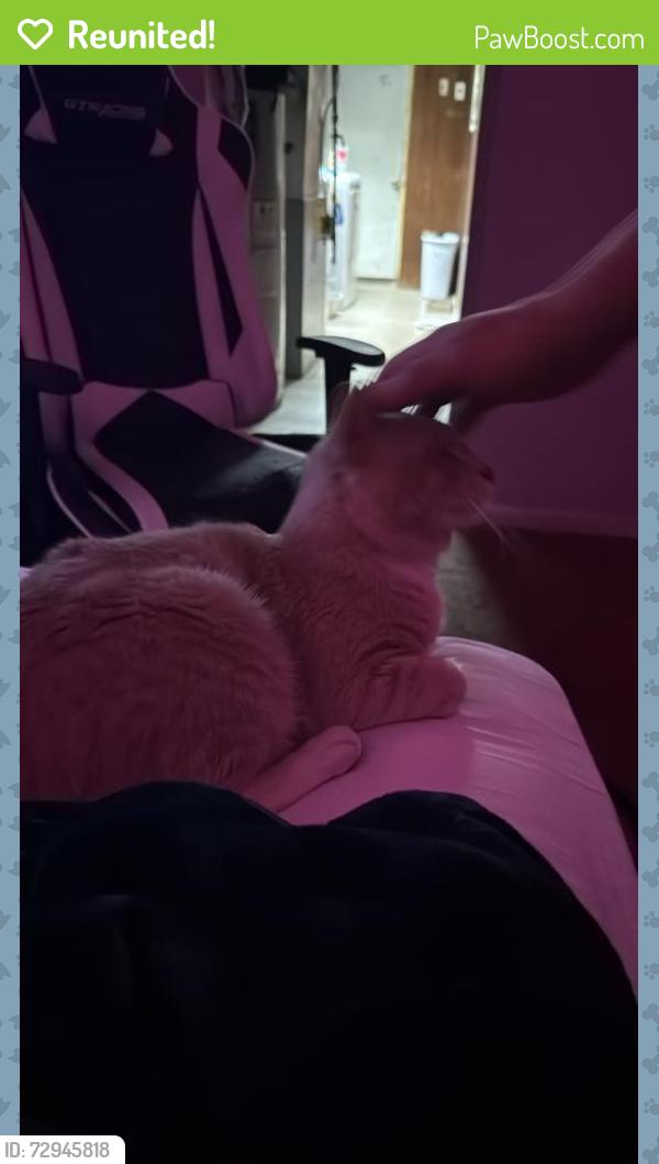 Reunited Male Cat last seen hartel ave, Philadelphia, PA 19136