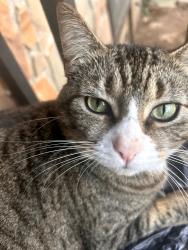 Lost Female Cat last seen Rockbridge Rd and Ridge Ave , Stone Mountain, GA 30083