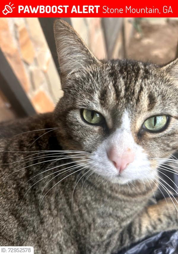 Lost Female Cat last seen Rockbridge Rd and Ridge Ave , Stone Mountain, GA 30083