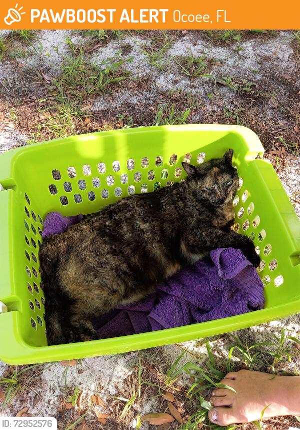 Found/Stray Unknown Cat last seen Ridgefield Ave and Snowden St, Ocoee, FL 34761