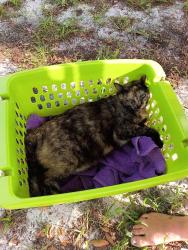 Found/Stray Unknown Cat last seen Ridgefield Ave and Snowden St , Ocoee, FL 34761
