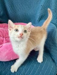 Shelter Stray Male Cat last seen Bexar County, New Braunfels, TX 78130