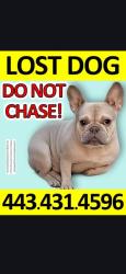 Lost Male Dog last seen Bloomingdale rd, Baltimore, MD 21216