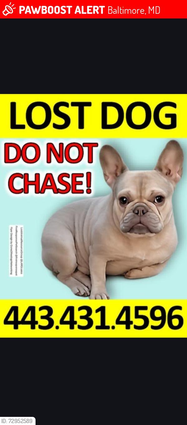 Lost Male Dog last seen Bloomingdale rd, Baltimore, MD 21216