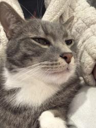 Reunited Male Cat last seen Ambery st, Tecumseh, ON N8N