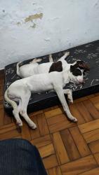 Lost Male Dog last seen Rua Jupiranga n 94 parque fongaro 04257-130 , Parque Fongaro, SP 04257-130