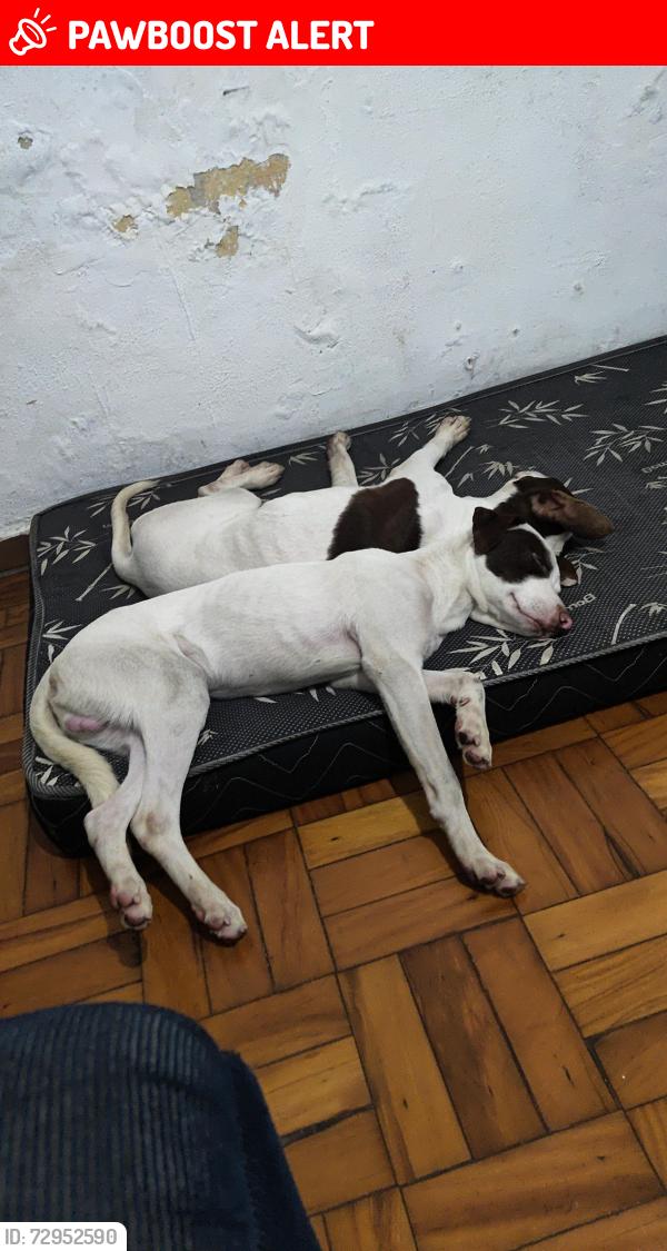 Lost Male Dog last seen Rua Jupiranga n 94 parque fongaro 04257-130 , Parque Fongaro, SP 04257-130