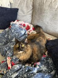 Lost Female Cat last seen Wooded trails between the barnbeck apmts , Brookfield, CT 06804