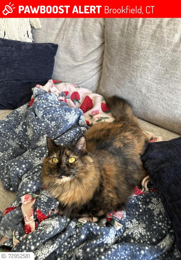 Lost Female Cat last seen Wooded trails between the barnbeck apmts , Brookfield, CT 06804