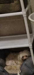 Lost Female Dog last seen Near cedar st reading pa 19601, Reading, PA 19601