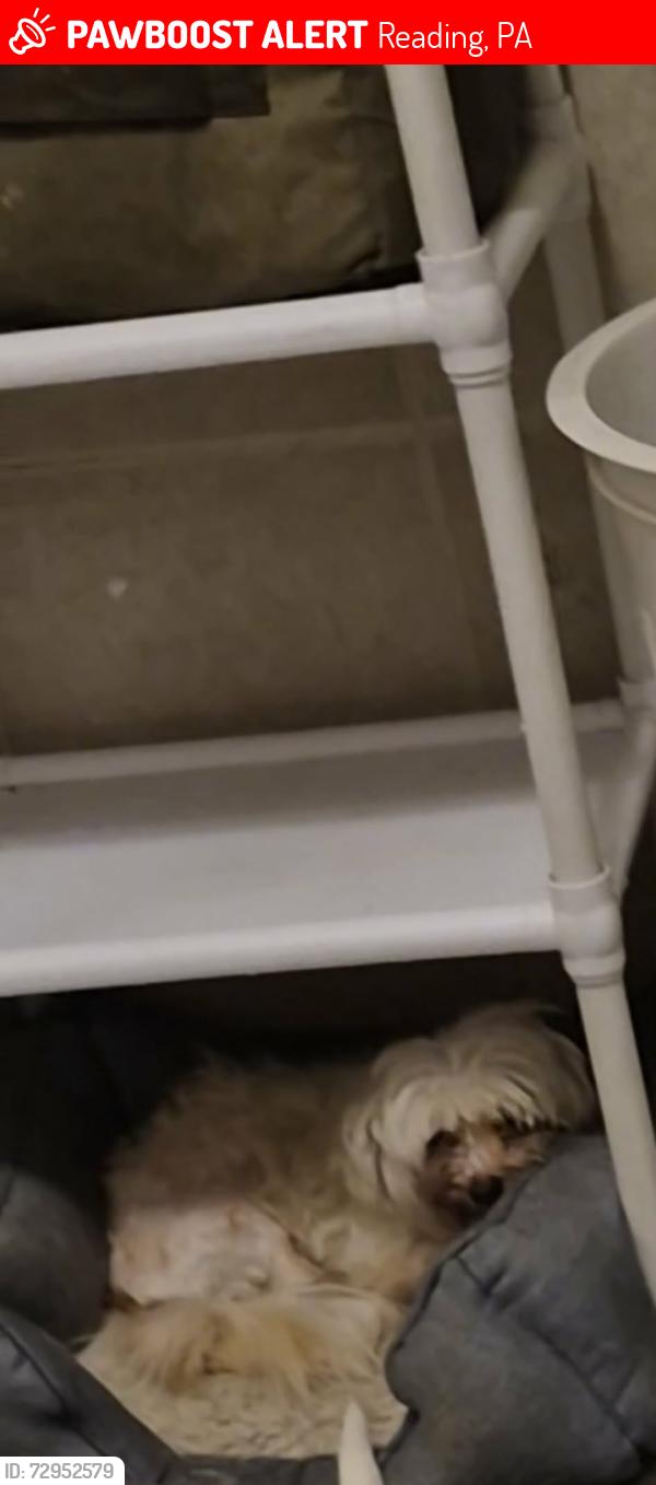 Lost Female Dog last seen Near cedar st reading pa 19601, Reading, PA 19601