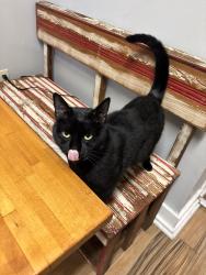 Lost Male Cat last seen Tchoupitoulas and Bordeaux, New Orleans, LA 70115