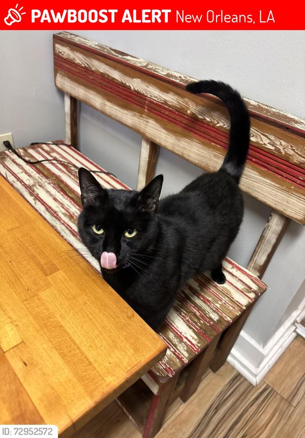 Lost Male Cat last seen Tchoupitoulas and Bordeaux, New Orleans, LA 70115