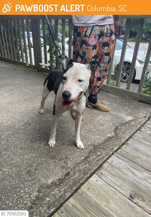 Found/Stray Female Dog last seen mcdonald’s, girl scouts, senate’s end, Columbia, SC 29201