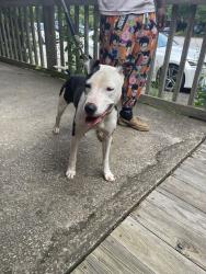 Found/Stray Female Dog last seen mcdonald’s, girl scouts, senate’s end, Columbia, SC 29201