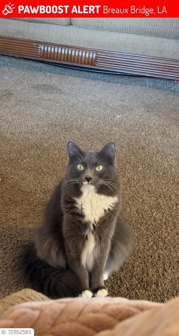 Lost Female Cat last seen Off of 909 poydras hey Breaux bridge , Breaux Bridge, LA 70517