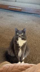 Lost Female Cat last seen Off of 909 poydras hey Breaux bridge , Breaux Bridge, LA 70517