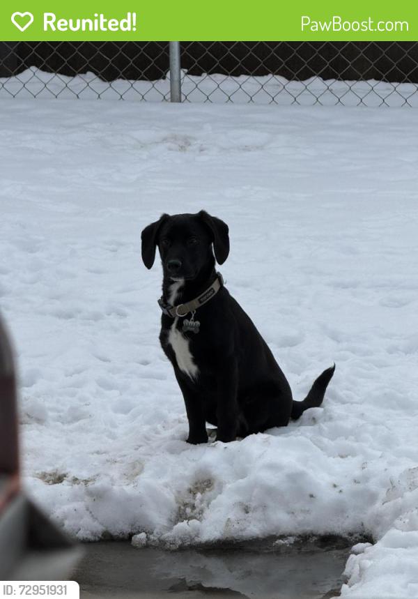 Reunited Male Dog last seen Across the mountain from Little Creek/Cabin Creek area, Winifrede, WV 25214