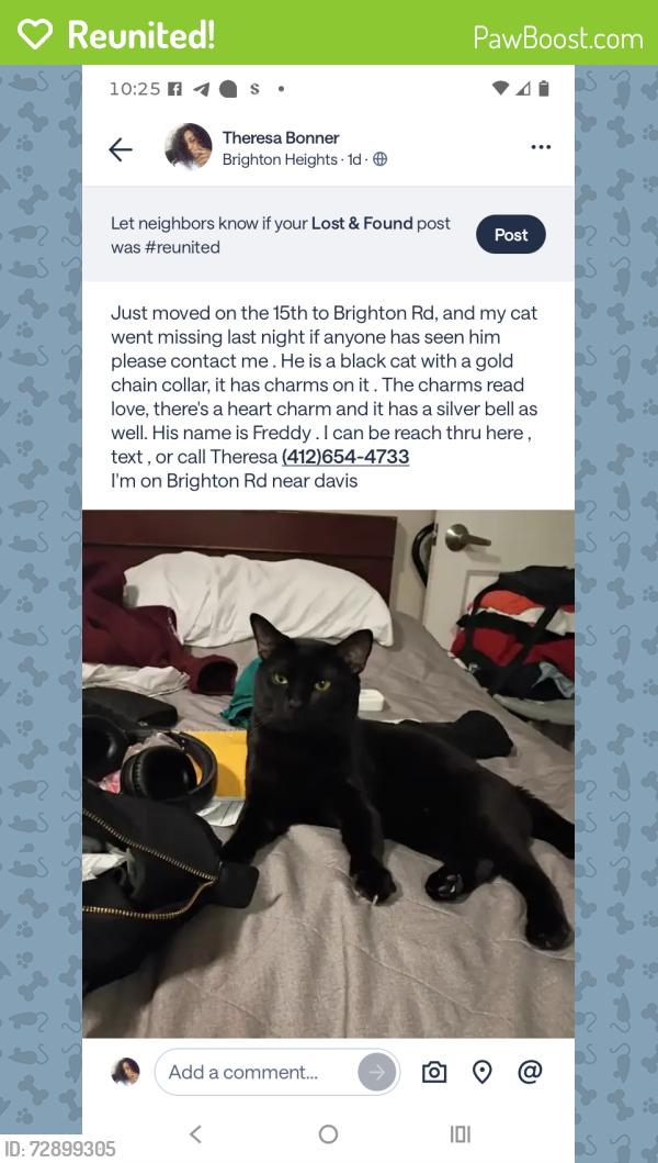 Reunited Male Cat last seen Acacia,Davis, Stafford , Pittsburgh, PA 15212
