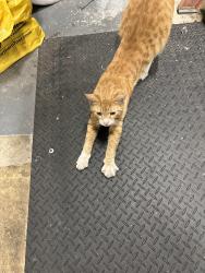 Lost Male Cat last seen Cleveland st and , Virginia Beach, VA 23462