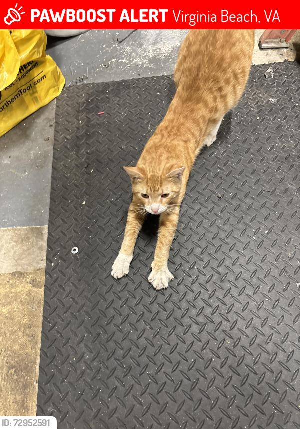 Lost Male Cat last seen Cleveland st and , Virginia Beach, VA 23462
