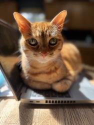 Lost Male Cat last seen Locust way and 231st sw, Bothell, WA 98021