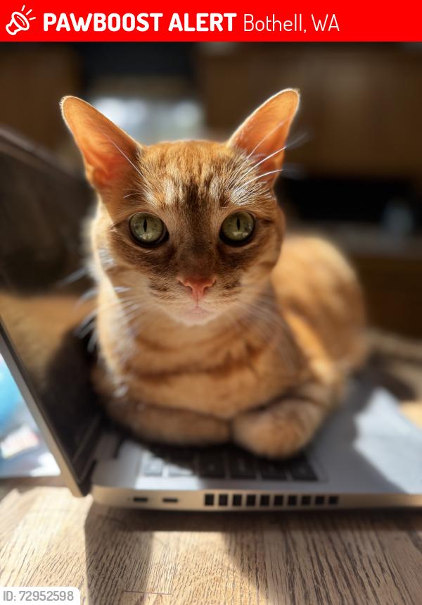 Lost Male Cat last seen Locust way and 231st sw, Bothell, WA 98021
