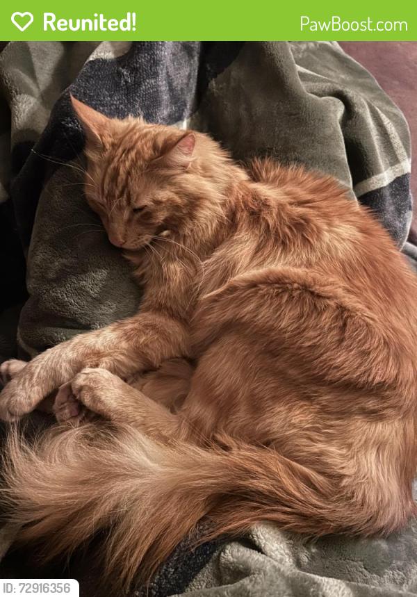 Reunited Male Cat last seen South campus NAU , Flagstaff, AZ 86011