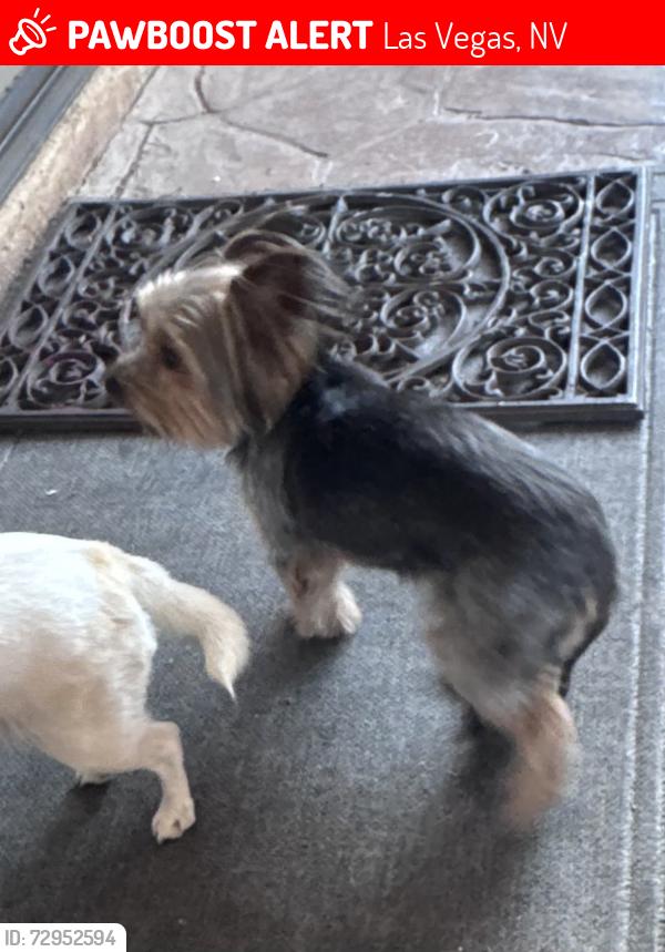 Lost Female Dog last seen Fontayne and Cazador, Las Vegas, NV 89123