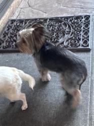 Lost Female Dog last seen Fontayne and Cazador, Las Vegas, NV 89123
