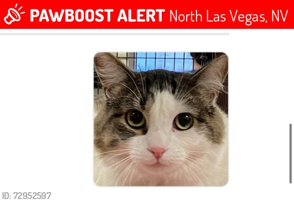 Lost Female Cat last seen Near tom Williams elementary , North Las Vegas, NV 89030