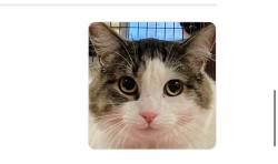 Lost Female Cat last seen Near tom Williams elementary , North Las Vegas, NV 89030