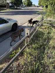 Found/Stray Female Dog last seen Laredo & Yale, Aurora, CO 80013
