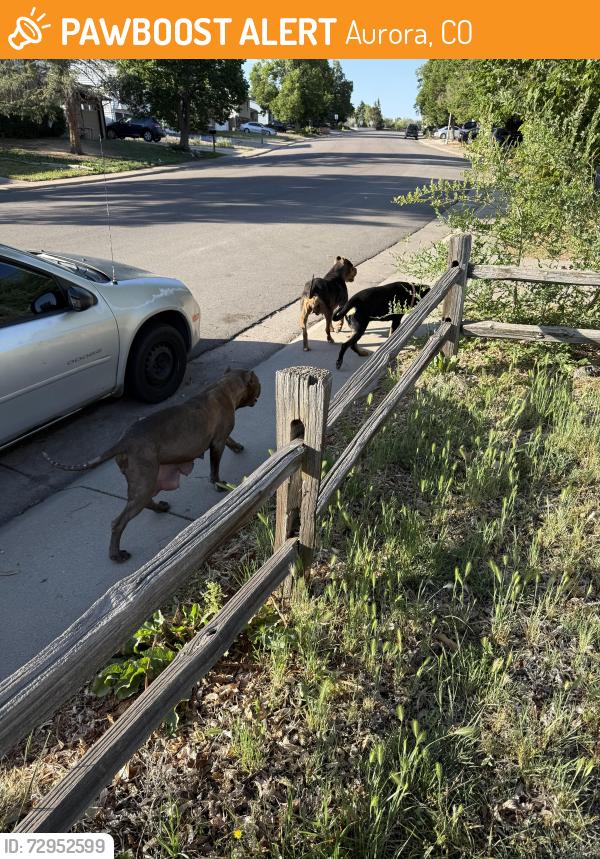 Found/Stray Female Dog last seen Laredo & Yale, Aurora, CO 80013