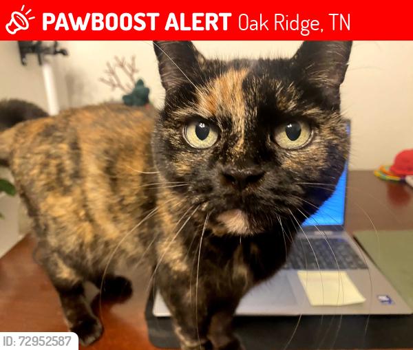 Lost Female Cat last seen Hazleton Ln and Hendrix, Oak Ridge, TN 37830