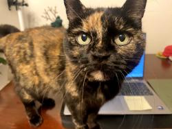 Lost Female Cat last seen Hazleton Ln and Hendrix, Oak Ridge, TN 37830