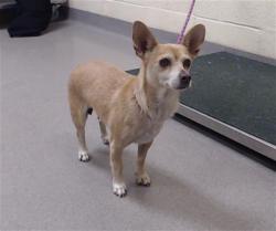 Shelter Stray Female Dog last seen Near BLOCK YORK ST DENVER CO, Denver, CO 80223