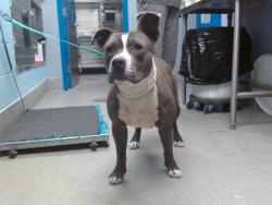Shelter Stray Male Dog last seen ROUTE 66 VET / UNSER / DENNIS CHAVEZ, Albuquerque, NM 87121