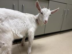 Shelter Stray Female Livestock last seen Near BLOCK N 10TH ST, Milwaukee, WI 53215