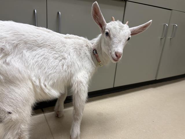 Shelter Stray Female Livestock last seen Near BLOCK N 10TH ST, Milwaukee, WI 53215