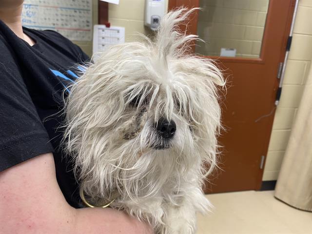 Shelter Stray Female Dog last seen Near BLOCK N 85TH ST, Milwaukee, WI 53215
