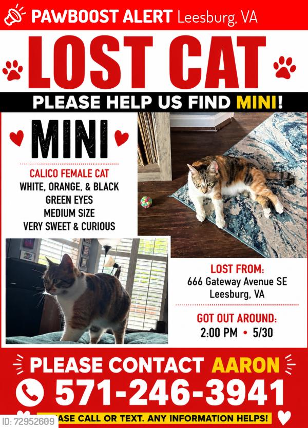 Lost Female Cat last seen Gateway Drive in Leesburg, Leesburg, VA 20175