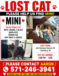 Lost Female Cat last seen Gateway Drive in Leesburg, Leesburg, VA 20175