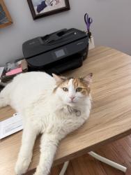 Lost Female Cat last seen Middleboro drive , Raleigh, NC 27612