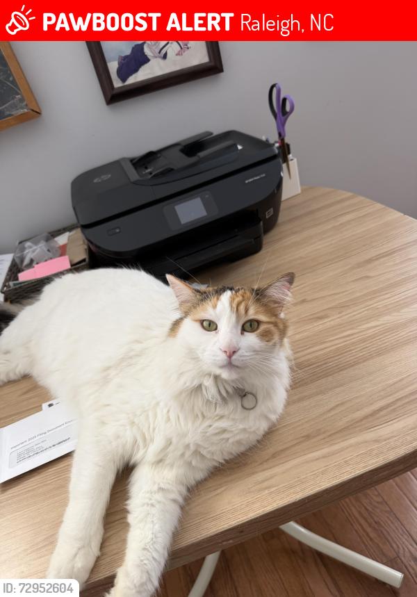 Lost Female Cat last seen Middleboro drive , Raleigh, NC 27612