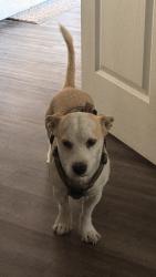 Reunited Male Dog last seen Avenue C NW and Black Skimmer Ln, Winter Haven, FL 33880