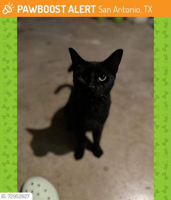 Found/Stray Male Cat last seen San Antonio Community College, San Antonio, TX 78212