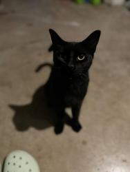 Found/Stray Male Cat last seen San Antonio Community College, San Antonio, TX 78212