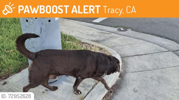 Found/Stray Unknown Dog last seen Parker, Tracy, CA 95376