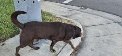 Found/Stray Unknown Dog last seen Parker, Tracy, CA 95376